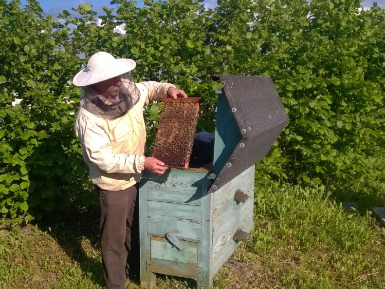 Wpływ pszczół miodnych na plonowanie sadów